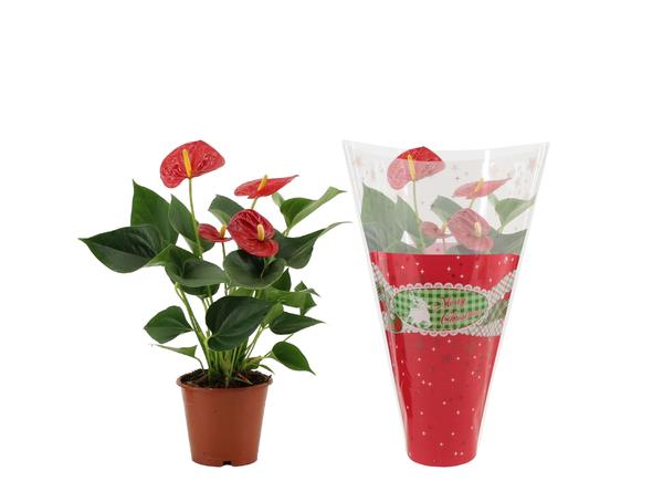 Anthurium Success Red In Christmas Sleeve - Ø12cm - ↕36cm  BotanicBridge