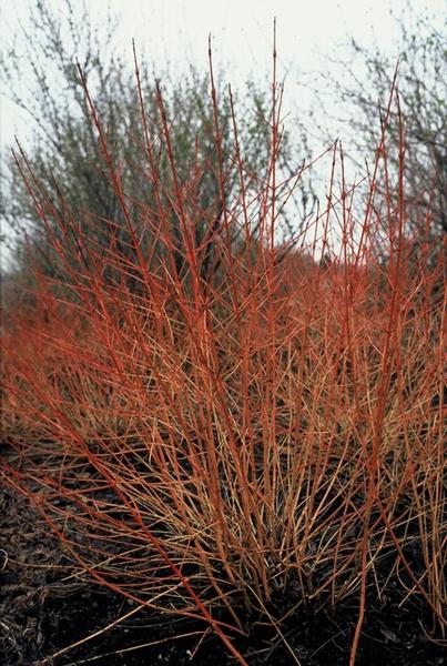 Cornus sang. 'Midwinter Fire' - ↕10-25cm - Ø9cm - 12x  BotanicBridge