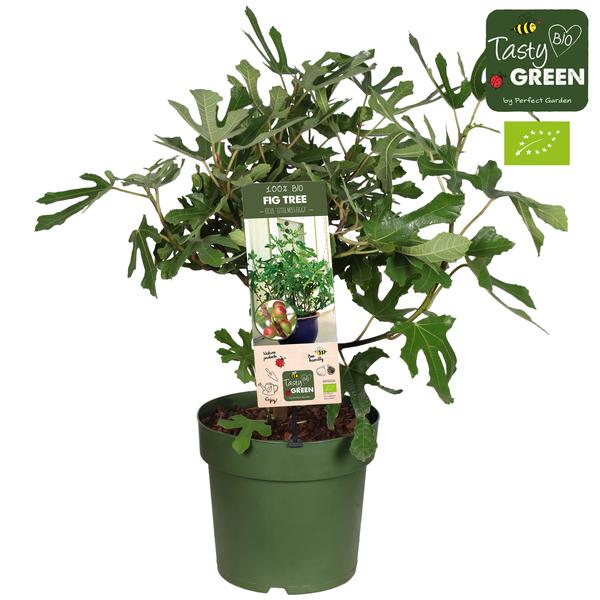 Ficus Carica 'Little Miss Figgy' Bio - Vijg - Ø23cm - ↕50cm  BotanicBridge