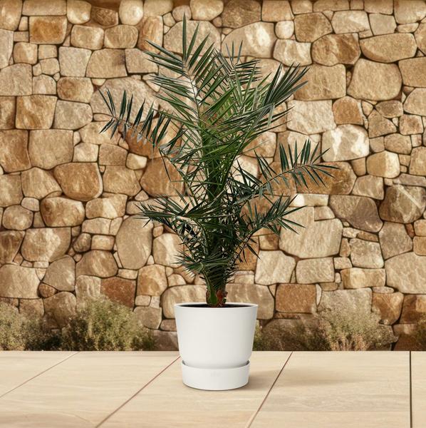 Phoenix Canariensis - 130cm- ø20  BotanicBridge