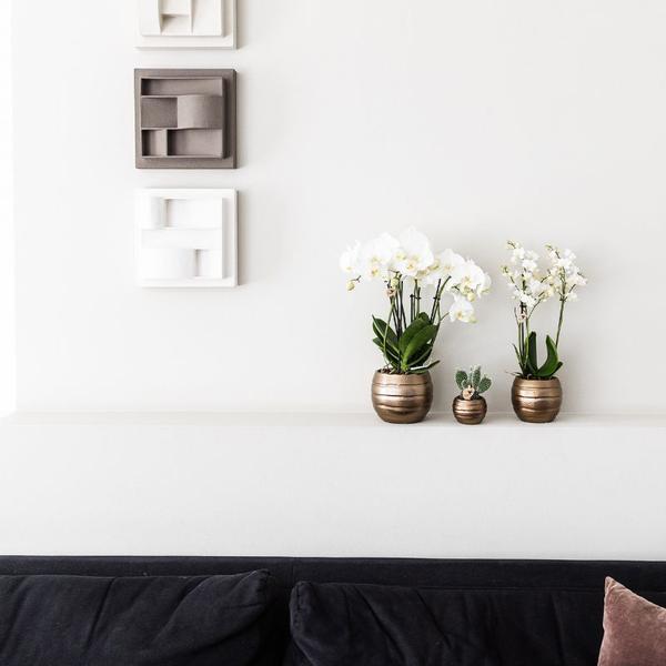 Kolibri Orchids | Plantenset Home Hub grey small | Groene planten met witte Phalaenopsis orchidee in koperkleurige sierpotten en zwart dienblad  BotanicBridge