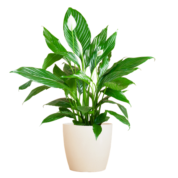 Spathiphyllum met Viber wit - 80cm - Ø21  BotanicBridge