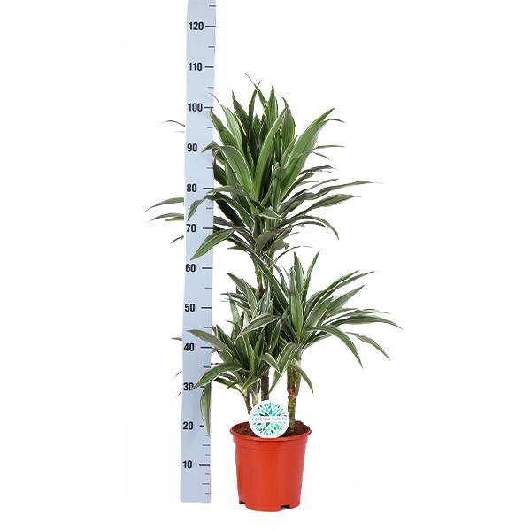 Dracaena Warneckii Ø21cm - ↕65cm  BotanicBridge