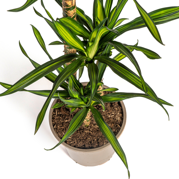 Dracaena Deremensis Rikki Ø21cm - ↕100cm  BotanicBridge