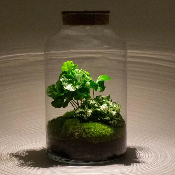 DIY terrarium - Milky Coffea met lamp - ↕ 31 cm - Rake + Shovel + Tweezer  BotanicBridge