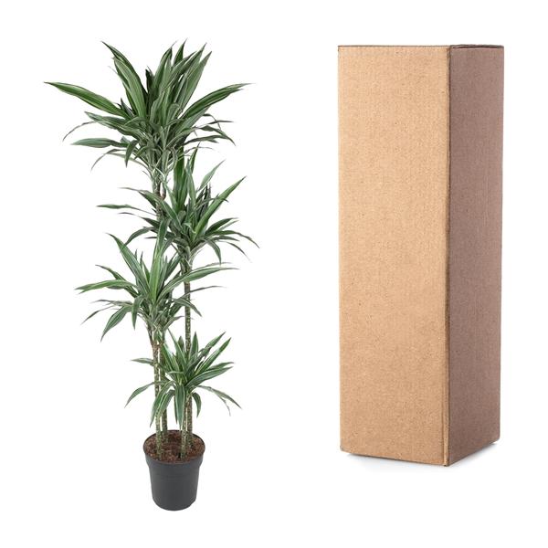 Dracaena Warneckei - 190 cm - ø27  BotanicBridge