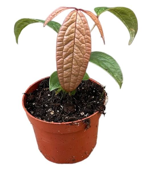 Anthurium Arisaemoides - Ø10,5cm - ↕15cm  BotanicBridge