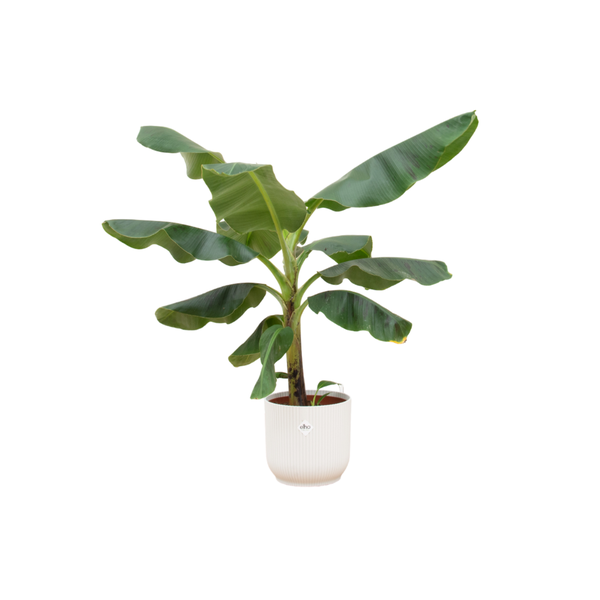 Combi deal - Bananenplant (Musa) inclusief elho Vibes Fold Round wit Ø22 - 100 cm  BotanicBridge