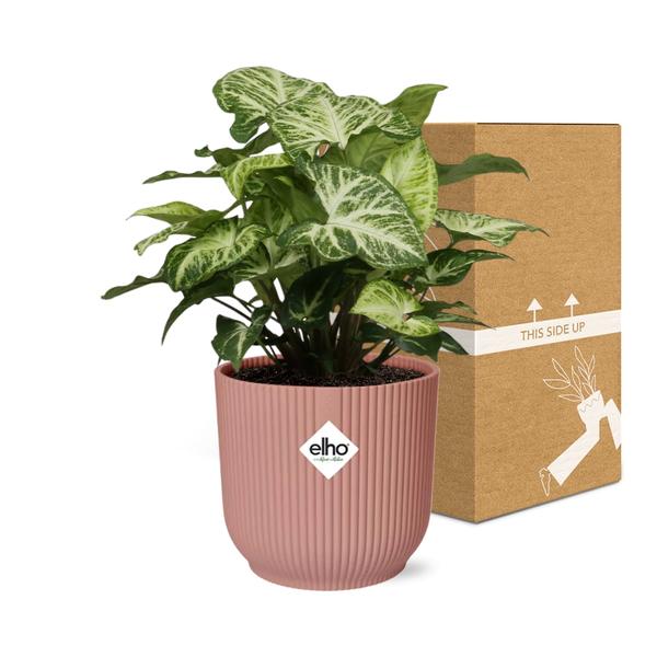 Syngonium Arrow in ELHO Vibes Fold 14cm roze  BotanicBridge