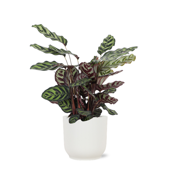 Calathea Makoyana Ø21cm - ↕70cm in Vibes WIT pot  BotanicBridge