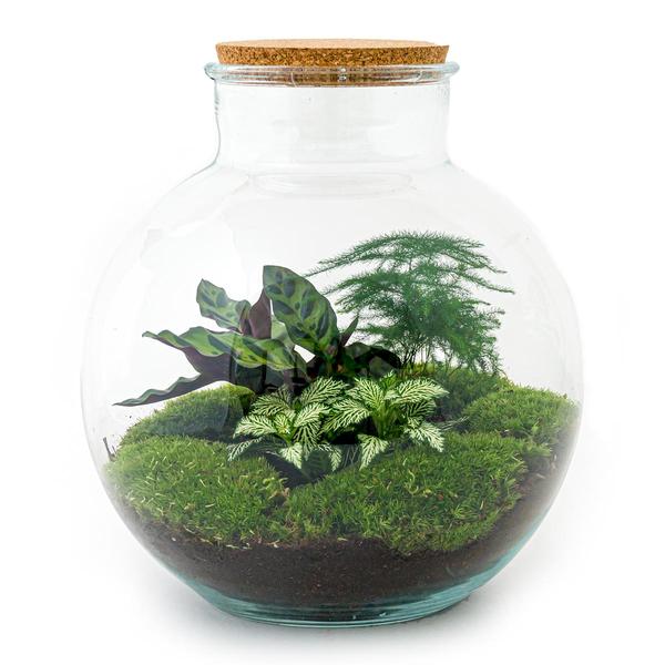 DIY terrarium - Bolder Bob - ↕ 30 cm - Rake + Shovel + Tweezer  BotanicBridge