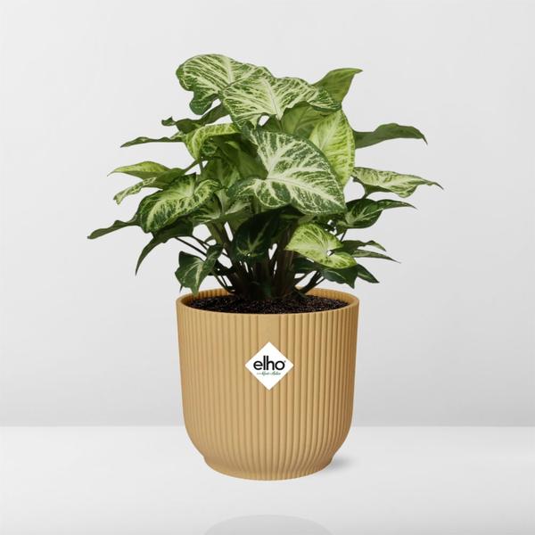 Syngonium Arrow in ELHO Vibes Fold 14cm geel  BotanicBridge