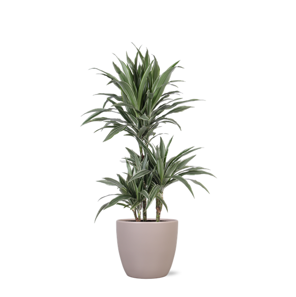 Dracaena Warneckii Ø21cm - ↕65cm in Boule TAUPE pot  BotanicBridge