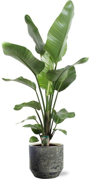 Strelitzia Nicolai - Ø21cm ↕100cm + Lars Pot D24x22cm - Grijs  BotanicBridge