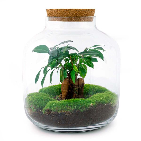 DIY terrarium - Billie Bonsai - ↕ 29 cm - Rake + Shovel  BotanicBridge