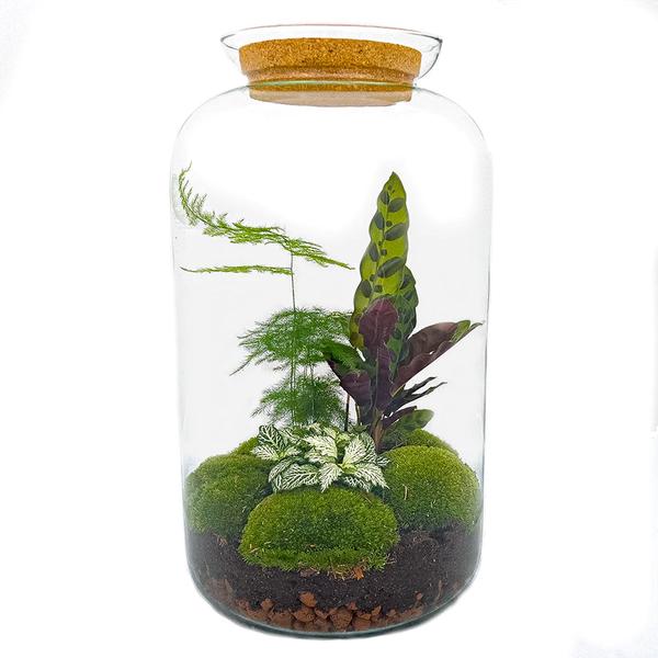 DIY terrarium - Botanical Sven XL - ↕ 43 cm - Rake + Shovel + Tweezer + Scissors  BotanicBridge