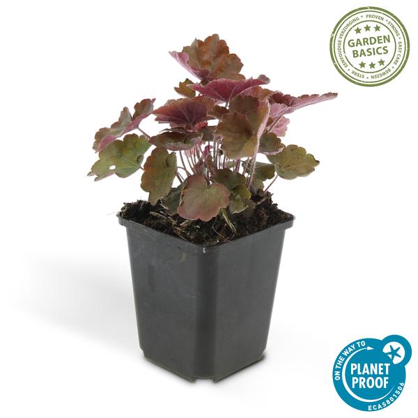 Heuchera mic. 'Palace Purple' - ↕10-25cm - Ø9cm - 20x  BotanicBridge