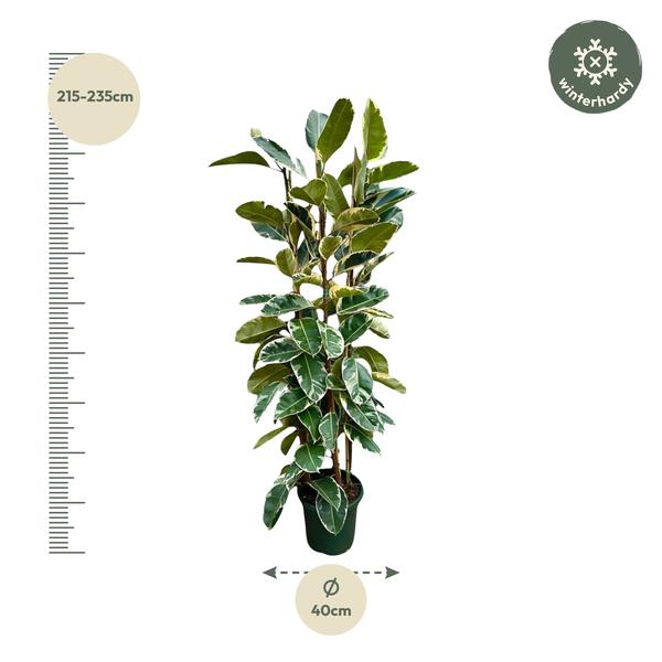 Ficus Elastica Tineke struik - 225cm - ø40  BotanicBridge