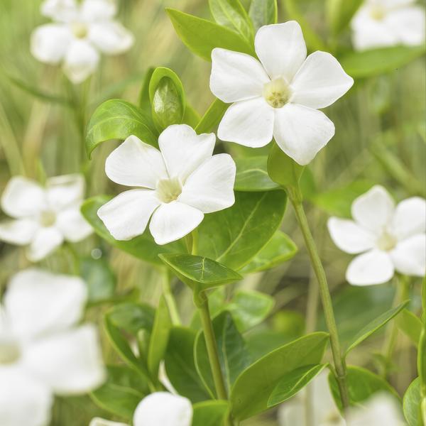 Vinca major 'Alba' - ↕10-25cm - Ø9cm - 6x  BotanicBridge