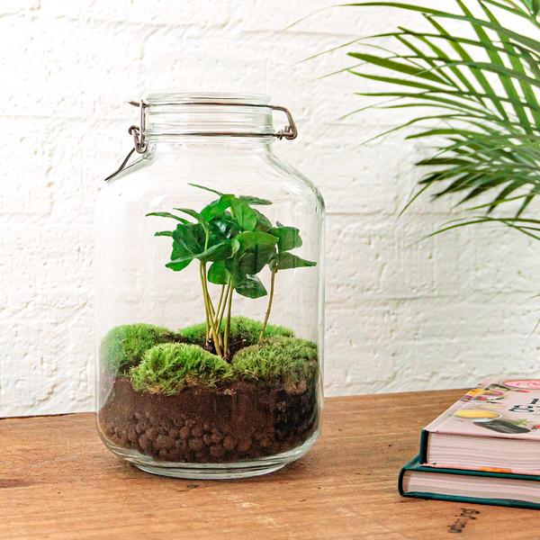 DIY terrarium - Jar - Coffea Arabica - ↕ 28 cm - Normal Jar  BotanicBridge