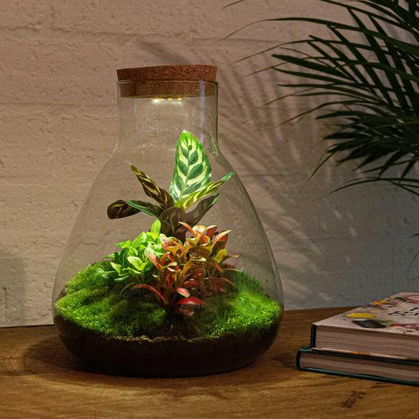 DIY terrarium - Sam Calathea with Light - ↕ 30 cm - Rake + Shovel  BotanicBridge