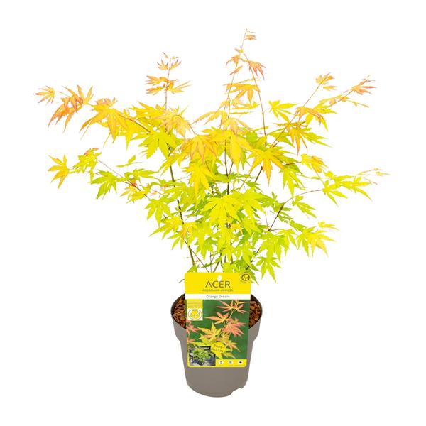 Acer palmatum Orange Dream - Ø15cm - ↕30cm  BotanicBridge