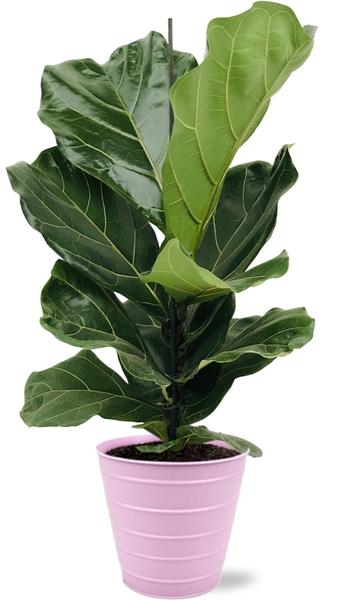 Ficus Lyrata - Ø17cm - ↕75cm + Bodhi Pot D18x17cm - Roze  BotanicBridge