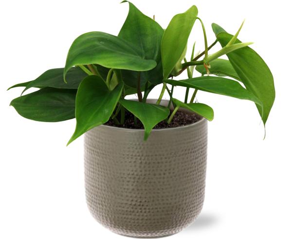 Philodendron Scandens - Ø12cm - ↕20cm + Aresso Pot D13x12,5cm - Grijs Groen  BotanicBridge