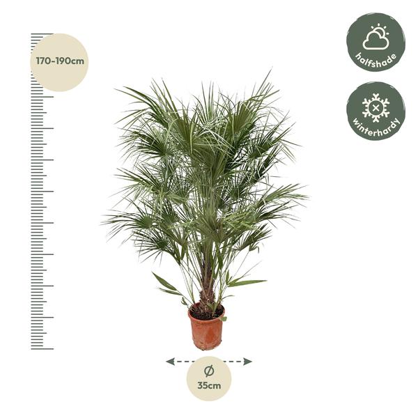 Chamaerops Humilis struik - 170cm- Ø30  BotanicBridge