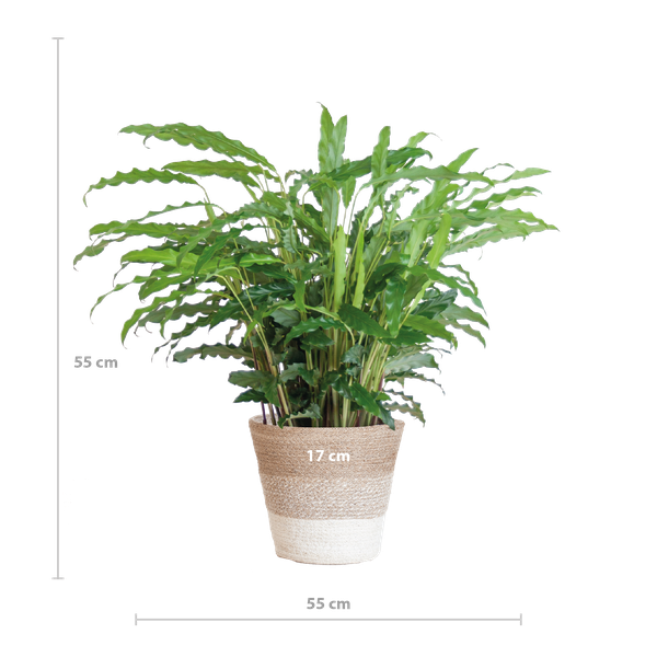 Calathea Rufibarba met Mand Lissabon wit - 55cm - Ø17  BotanicBridge