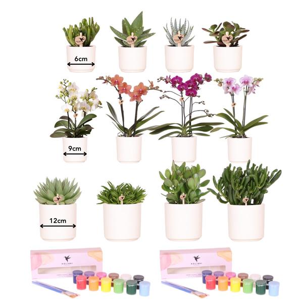 Kolibri Creatives | Verfpakket voor het schilderen van 12 bloempotten + orchideeën en succulenten | voor minimaal 4 personen | Ware kunstenaar  BotanicBridge