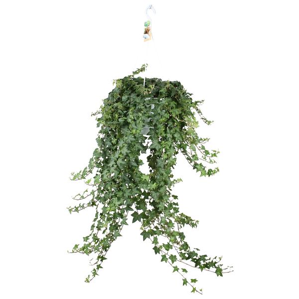 Hedera Helix Pitsburg - Hang/XXL - Ø24cm - ↕cm  BotanicBridge