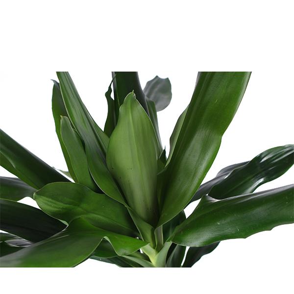 Dracaena Janet Lind Ø24cm ↕120cm in Era WIT pot  BotanicBridge