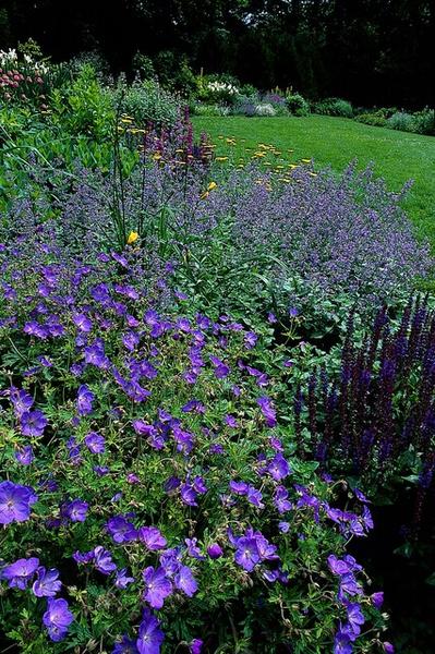 Geranium 'Johnson's Blue' - ↕10-25cm - Ø9cm - 20x  BotanicBridge