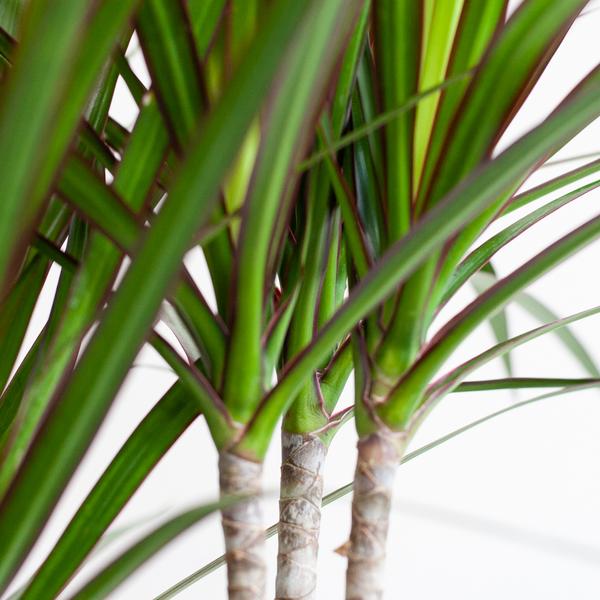 Dracaena Marginata met Viber wit - 95cm - Ø21  BotanicBridge