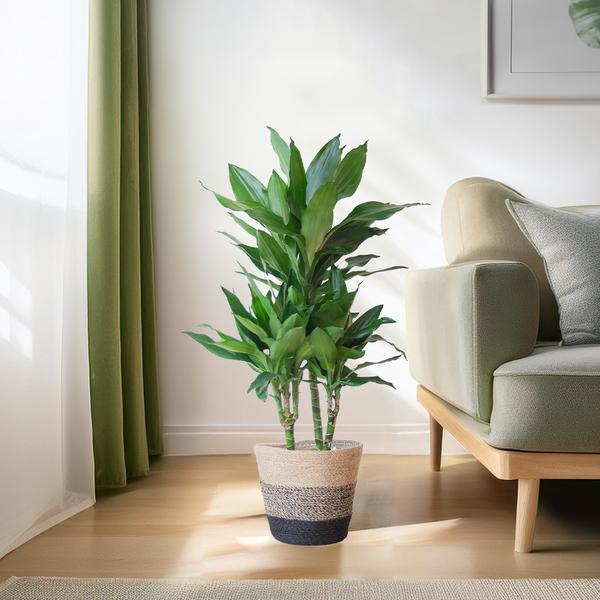 Dracaena  Janet Lindt met Mand Lissabon zwart - 95cm - Ø21  BotanicBridge