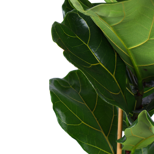 Ficus Lyrata - Ø21cm - ↕90cm in Vibes WIT pot  BotanicBridge