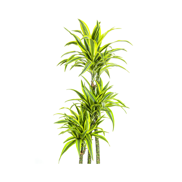 Dracaena Deremensis Lemon Lime Ø27cm - ↕180cm  BotanicBridge