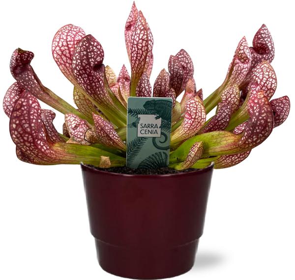 Sarracenia Scarlet Belle - Ø12cm - ↕40cm + Pot Basic D14,5x12cm - Bordeaux  BotanicBridge