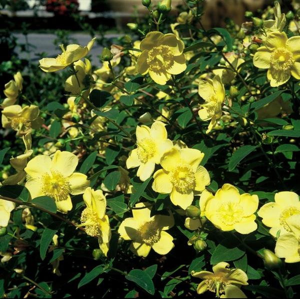 Hypericum 'Hidcote' - ↕10-25cm - Ø9cm - 20x  BotanicBridge