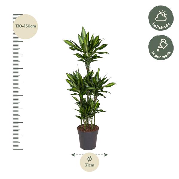 Dracaena Cintho Carrousel - 140 cm - ø31  BotanicBridge