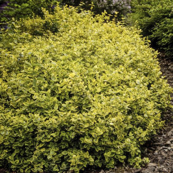 Euonymus fort. 'Emerald 'n Gold’ - ↕10-25cm - Ø9cm - 6x  BotanicBridge