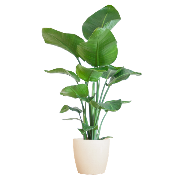 Strelitzia Nicolai met Viber pot wit - 80cm - Ø21  BotanicBridge