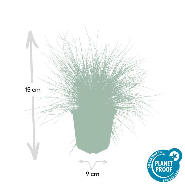 Festuca glauca 'Elijah Bleu' - ↕10-25cm - Ø9cm  - 40x  BotanicBridge