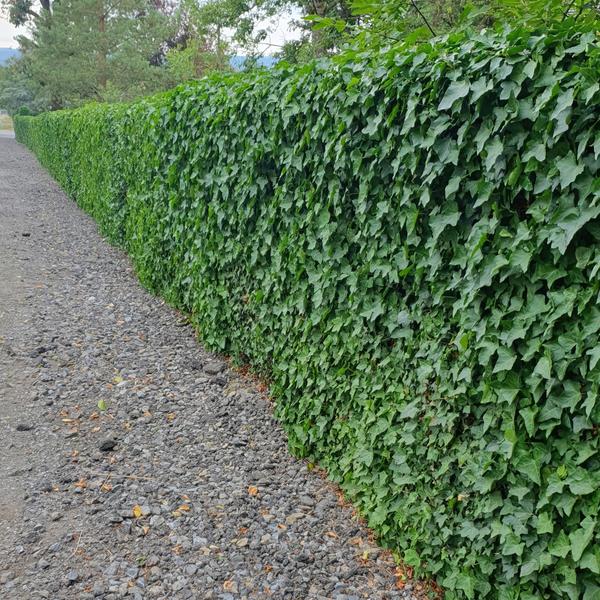 Hedera Hibernica - ↕10-25cm - Ø9cm - 20x  BotanicBridge