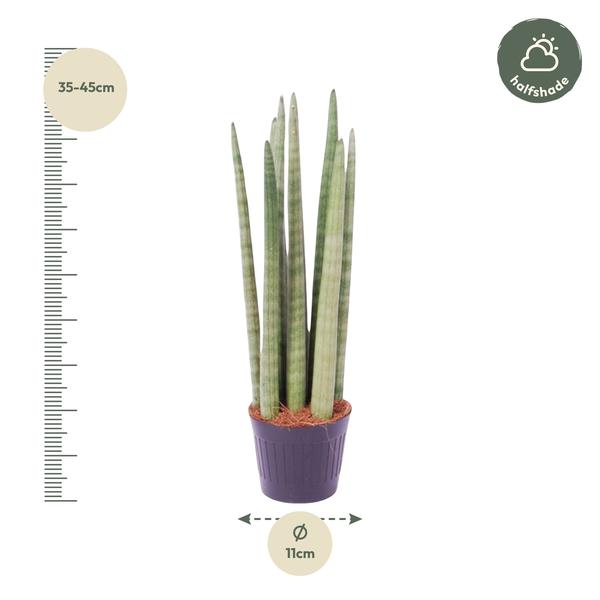 Sansevieria cylindrica 'Spaghetti' - 40 cm - ø10,5  BotanicBridge