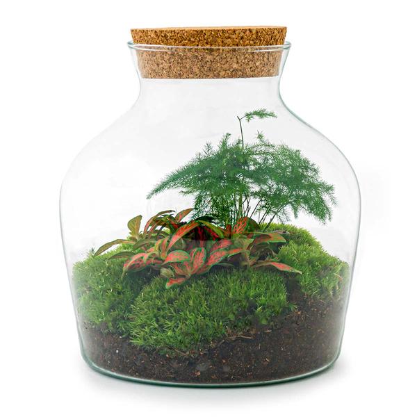 DIY terrarium - Little Joe - ↕ 21,5 cm - Rake + Shovel + Tweezer + Scissors  BotanicBridge