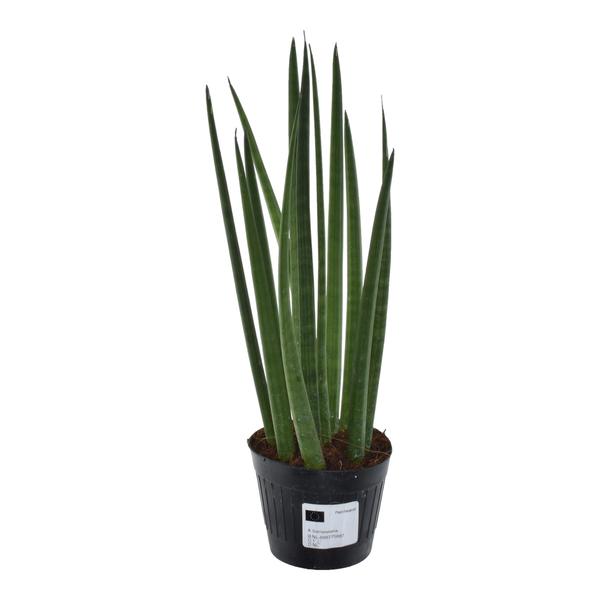 Sansevieria cylindrica 'Bacularis' / Mikado  - 38 cm - ø10,5  BotanicBridge