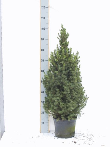 Picea Glauca Conica - Ø24cm - ↕100/110cm  BotanicBridge