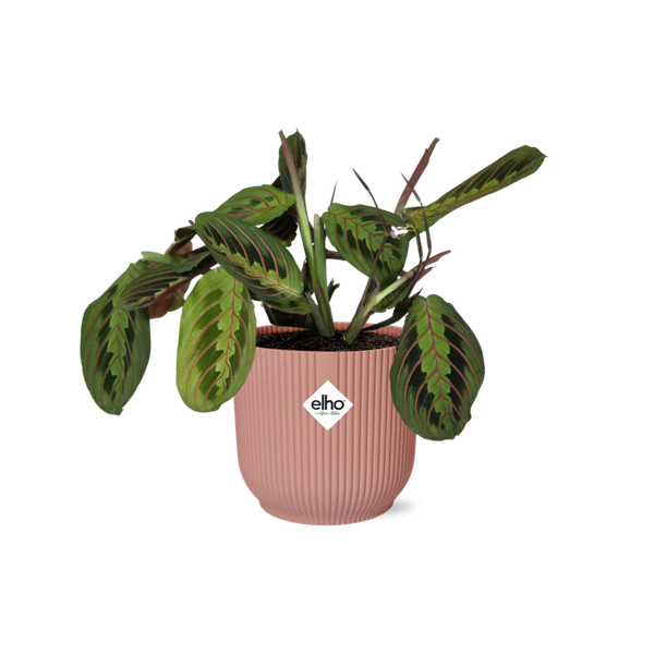 Maranta Leuconeura ‘Fascinator’ Tricolor in ELHO Vibes Fold 14cm roze  BotanicBridge